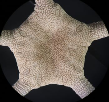 Media type: image; Invertebrate Zoology OPH-228